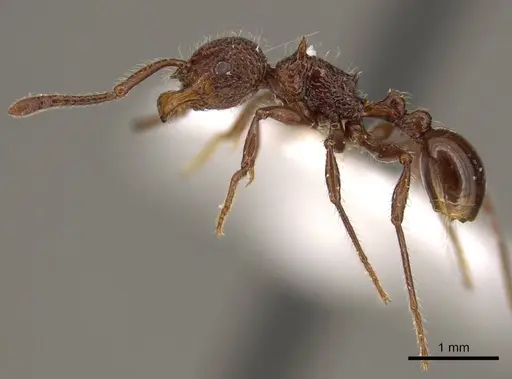 Pristomyrmex rugosus specimen