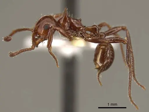 Pristomyrmex schoedli specimen