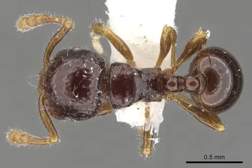 Pristomyrmex simplex specimen