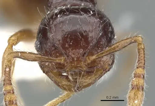 Pristomyrmex simplex specimen