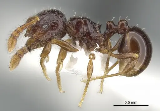 Pristomyrmex simplex specimen