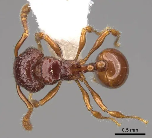 Pristomyrmex simplex - CASENT0923001