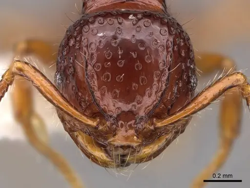 Pristomyrmex simplex - CASENT0923001