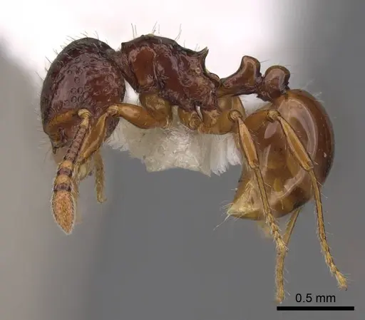 Pristomyrmex simplex - CASENT0923001