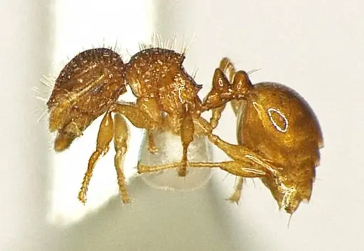 Pristomyrmex sinharaja specimen