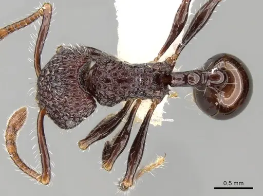 Pristomyrmex sulcatus specimen