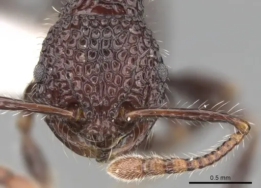 Pristomyrmex sulcatus specimen