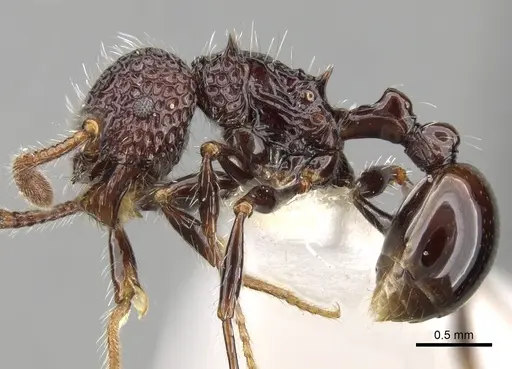 Pristomyrmex sulcatus specimen