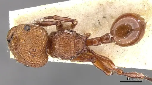 Pristomyrmex trachylissus specimen
