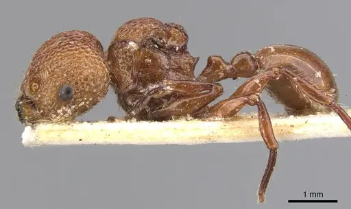 Pristomyrmex trachylissus specimen