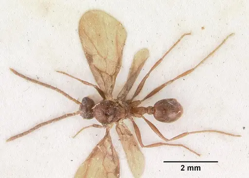 Pristomyrmex trispinosus specimen