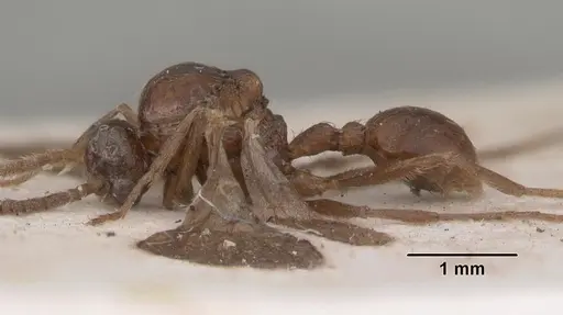 Pristomyrmex trispinosus specimen