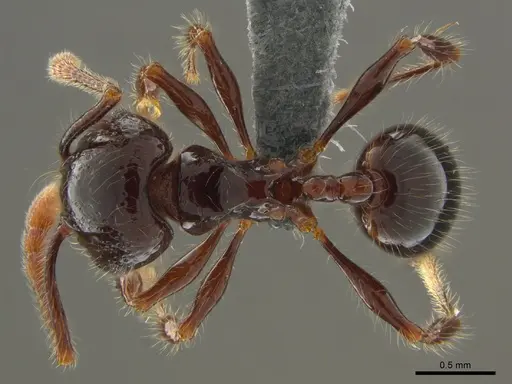 Pristomyrmex trogor specimen