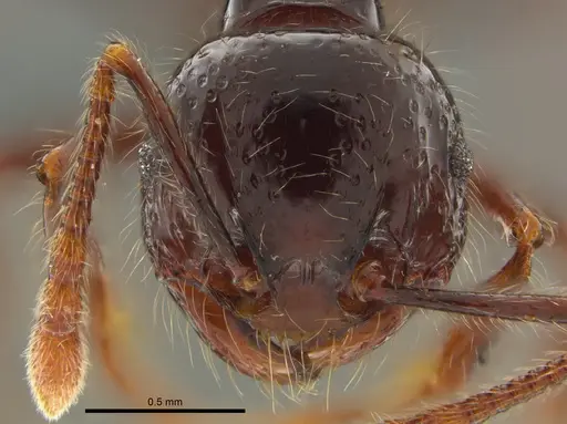 Pristomyrmex trogor specimen