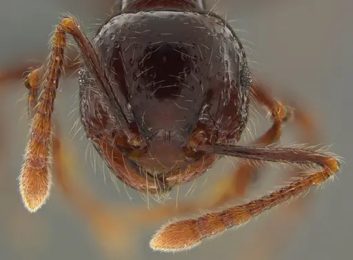 Pristomyrmex trogor specimen