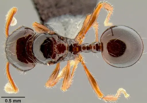 Pristomyrmex tsujii specimen