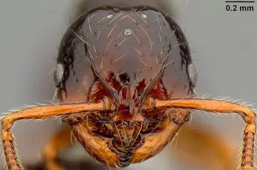 Pristomyrmex tsujii specimen