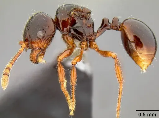 Pristomyrmex tsujii specimen