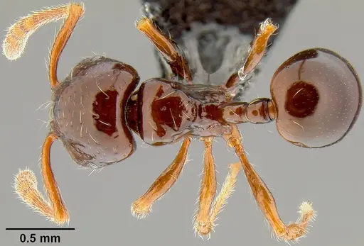 Pristomyrmex tsujii - CASENT0171144
