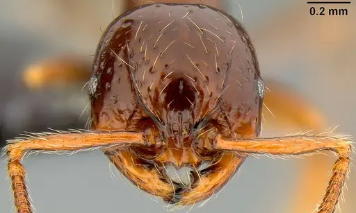 Pristomyrmex tsujii - CASENT0171144