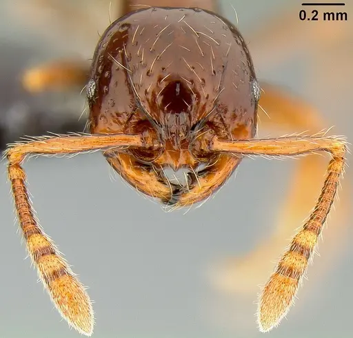Pristomyrmex tsujii - CASENT0171144