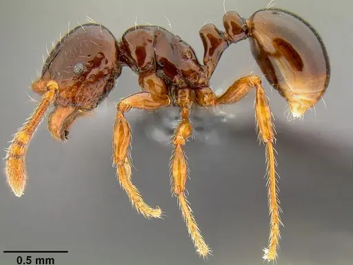 Pristomyrmex tsujii - CASENT0171144