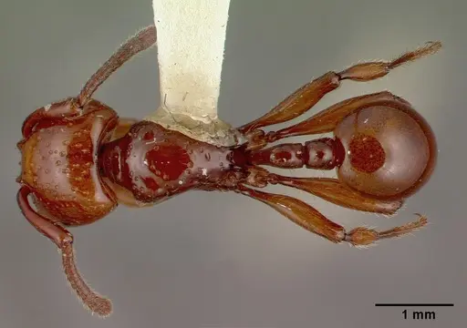Pristomyrmex umbripennis specimen