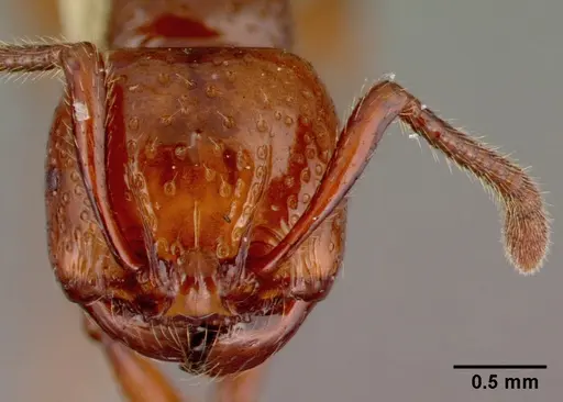 Pristomyrmex umbripennis specimen