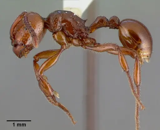 Pristomyrmex umbripennis specimen