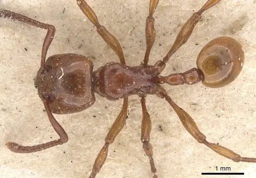 Pristomyrmex umbripennis - CASENT0901378