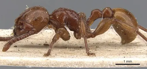 Pristomyrmex umbripennis - CASENT0901378