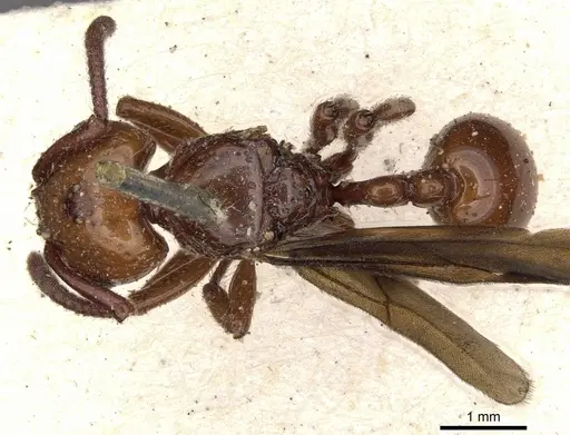 Pristomyrmex umbripennis - CASENT0901381