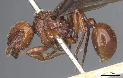 Pristomyrmex umbripennis - CASENT0901381