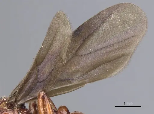 Pristomyrmex umbripennis - CASENT0901381