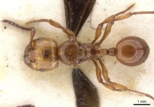 Pristomyrmex umbripennis - CASENT0901711