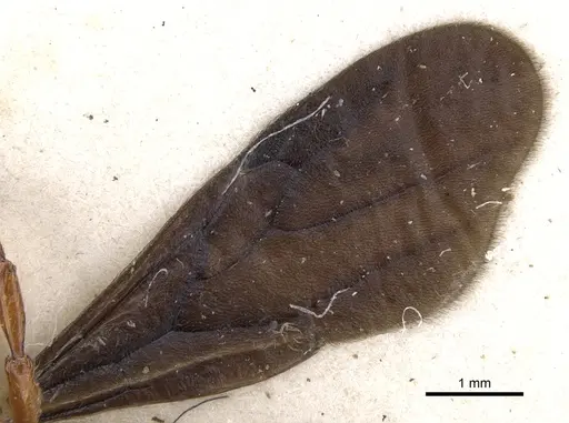 Pristomyrmex umbripennis - CASENT0901711