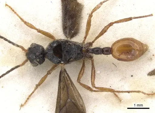 Pristomyrmex umbripennis - CASENT0901712