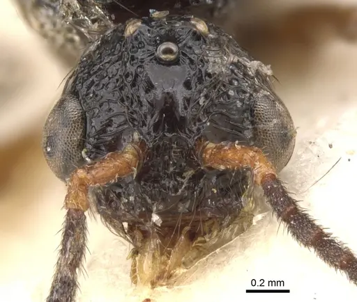 Pristomyrmex umbripennis - CASENT0901712