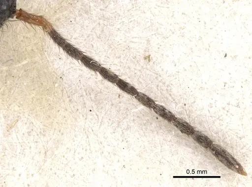 Pristomyrmex umbripennis - CASENT0901712