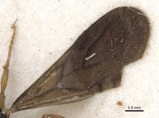 Pristomyrmex umbripennis - CASENT0901712