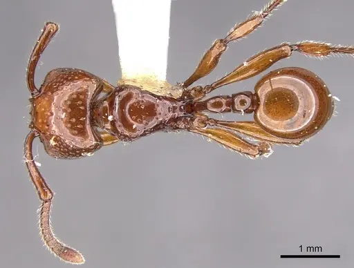 Pristomyrmex umbripennis - CASENT0901713