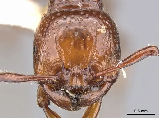 Pristomyrmex umbripennis - CASENT0901713