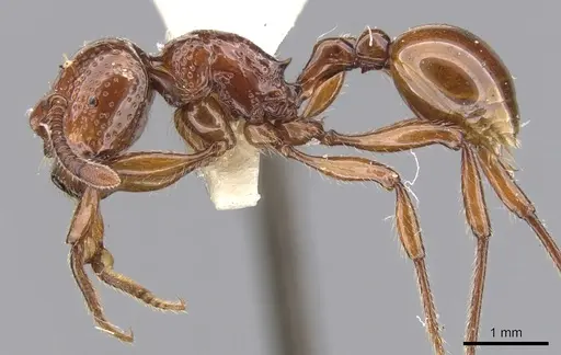 Pristomyrmex umbripennis - CASENT0901713