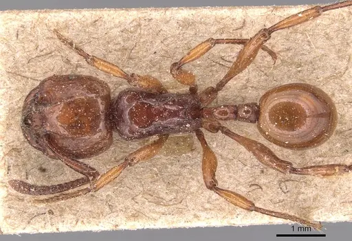 Pristomyrmex umbripennis - CASENT0904693