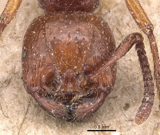 Pristomyrmex umbripennis - CASENT0904693