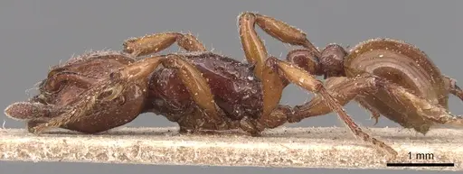 Pristomyrmex umbripennis - CASENT0904693