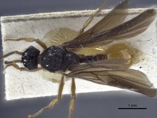 Pristomyrmex umbripennis - CASENT0916662