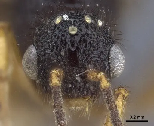 Pristomyrmex umbripennis - CASENT0916662