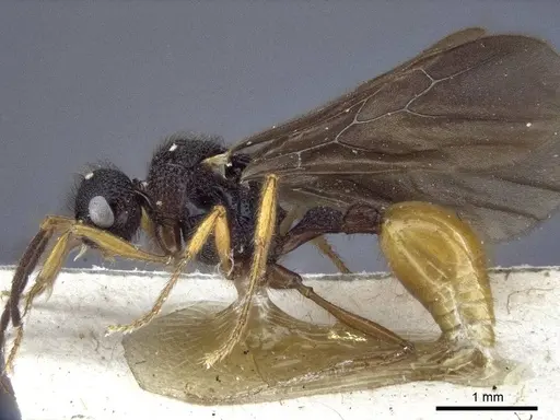 Pristomyrmex umbripennis - CASENT0916662