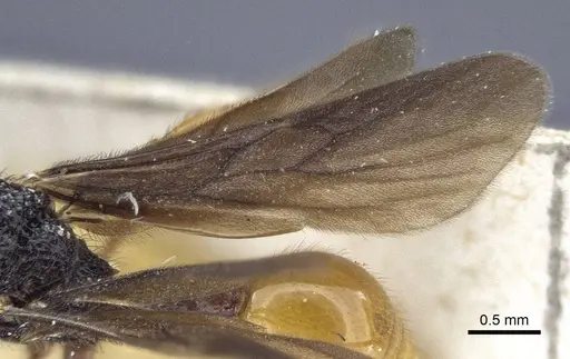 Pristomyrmex umbripennis - CASENT0916662